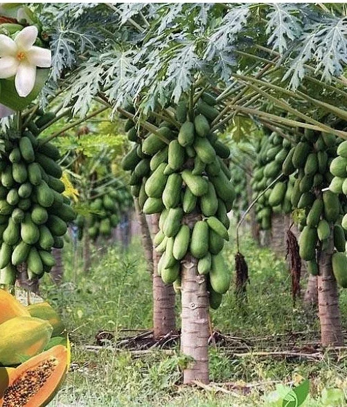 Papaya Live Plant - Organic Carica Papaya Tree, Fast Growing, 5-10" Tall Papaya Live Plant - Organic Carica Papaya Tree, Fast Growing, 5-10" Tall - Image 7