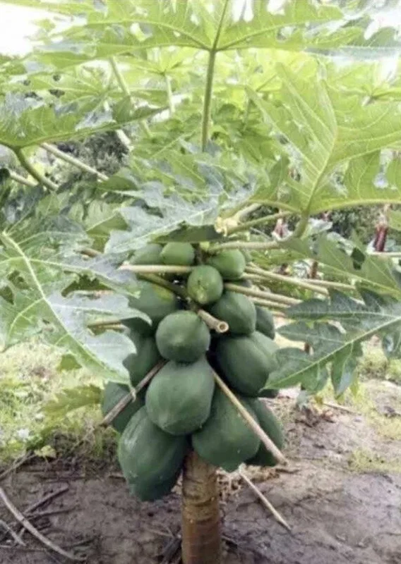 Papaya Live Plant - Organic Carica Papaya Tree, Fast Growing, 5-10" Tall Papaya Live Plant - Organic Carica Papaya Tree, Fast Growing, 5-10" Tall - Image 1