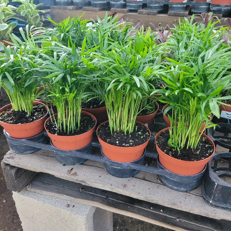 Parlor Palm Live Plant – Chamaedorea elegans – 2in & 4in Pot – Indoor Houseplant Parlor Palm Live Plant – Chamaedorea elegans – 2in & 4in Pot – Indoor Houseplant - Image 3