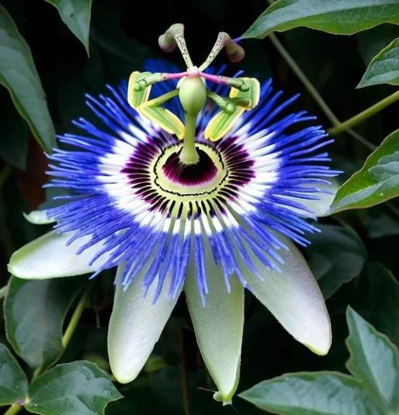 Passiflora Blue Live Plant – Blue Passion Vine – 4 to 6 Inch Tall – Outdoor Passiflora Blue Live Plant – Blue Passion Vine – 4 to 6 Inch Tall – Outdoor - Image 2