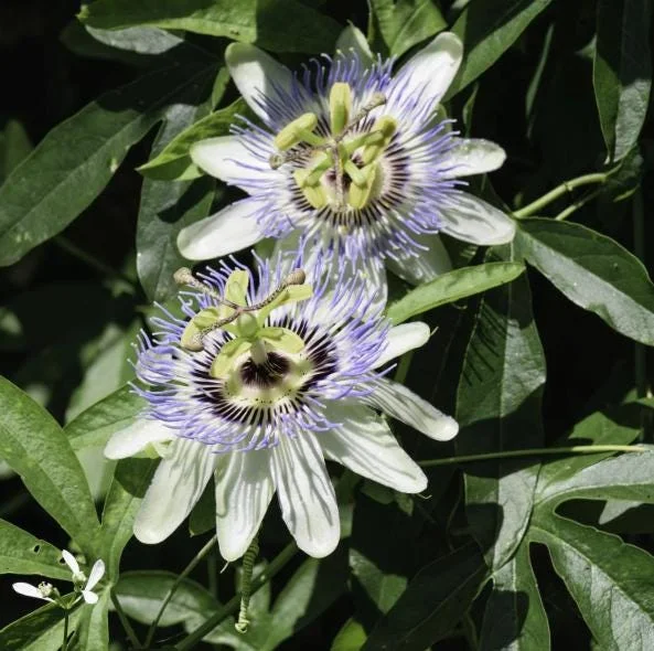 Passiflora Blue Live Plant – Blue Passion Vine – 4 to 6 Inch Tall – Outdoor Passiflora Blue Live Plant – Blue Passion Vine – 4 to 6 Inch Tall – Outdoor - Image 5