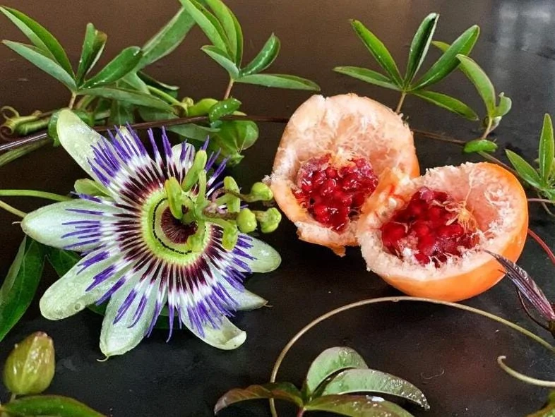 Passiflora Blue Live Plant – Blue Passion Vine – 4 to 6 Inch Tall – Outdoor Passiflora Blue Live Plant – Blue Passion Vine – 4 to 6 Inch Tall – Outdoor - Image 6