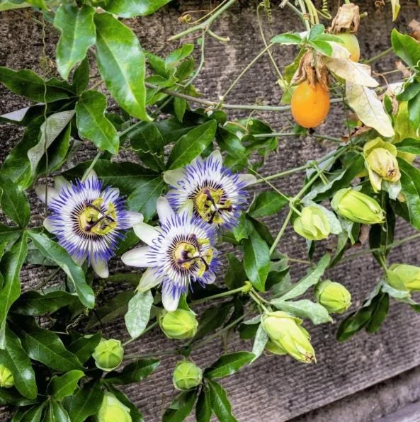 Passiflora Blue Live Plant – Blue Passion Vine – 4 to 6 Inch Tall – Outdoor Passiflora Blue Live Plant – Blue Passion Vine – 4 to 6 Inch Tall – Outdoor - Image 7