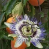 Passiflora Blue Live Plant – Blue Passion Vine – 4 to 6 Inch Tall – Outdoor - Image 1