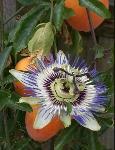 Passiflora Blue Live Plant – Blue Passion Vine – 4 to 6 Inch Tall – Outdoor Passiflora Blue Live Plant – Blue Passion Vine – 4 to 6 Inch Tall – Outdoor - Image 1