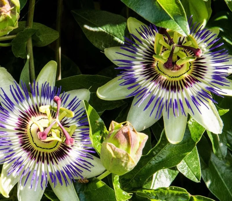 Passiflora Blue Passionflower Live Plant - Climbing Vine Starter 5-8 Inch Tall Passiflora Blue Passionflower Live Plant - Climbing Vine Starter 5-8 Inch Tall - Image 10