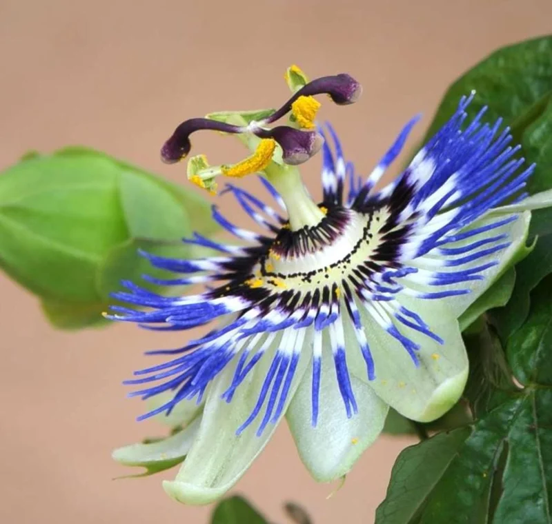 Passiflora Blue Passionflower Live Plant - Climbing Vine Starter 5-8 Inch Tall Passiflora Blue Passionflower Live Plant - Climbing Vine Starter 5-8 Inch Tall - Image 2