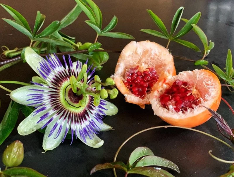 Passiflora Blue Passionflower Live Plant - Climbing Vine Starter 5-8 Inch Tall Passiflora Blue Passionflower Live Plant - Climbing Vine Starter 5-8 Inch Tall - Image 3