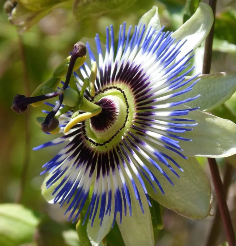Passiflora Blue Passionflower Live Plant - Climbing Vine Starter 5-8 Inch Tall Passiflora Blue Passionflower Live Plant - Climbing Vine Starter 5-8 Inch Tall - Image 4