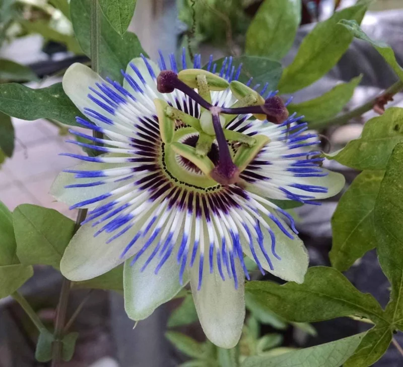 Passiflora Blue Passionflower Live Plant - Climbing Vine Starter 5-8 Inch Tall Passiflora Blue Passionflower Live Plant - Climbing Vine Starter 5-8 Inch Tall - Image 5