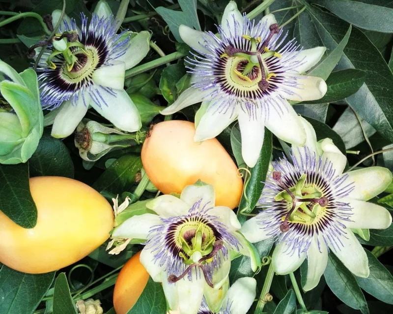 Passiflora Blue Passionflower Live Plant - Climbing Vine Starter 5-8 Inch Tall Passiflora Blue Passionflower Live Plant - Climbing Vine Starter 5-8 Inch Tall - Image 6