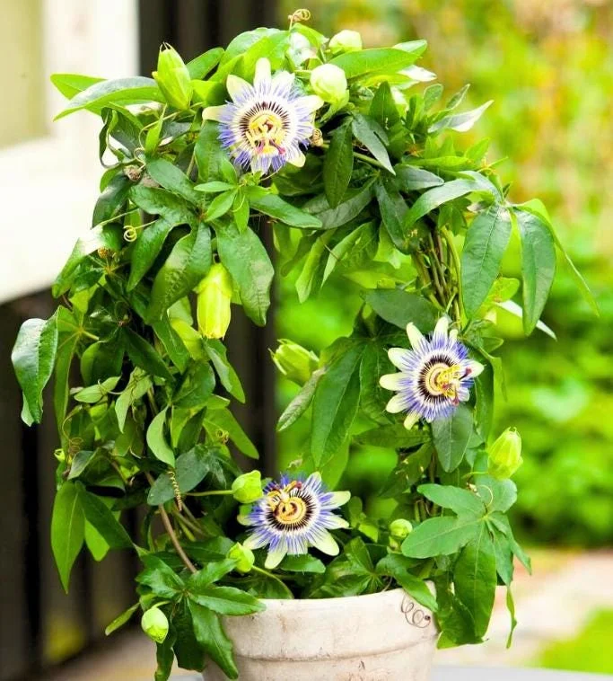 Passiflora Blue Passionflower Live Plant - Climbing Vine Starter 5-8 Inch Tall Passiflora Blue Passionflower Live Plant - Climbing Vine Starter 5-8 Inch Tall - Image 7