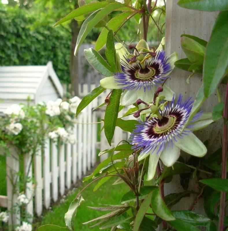 Passiflora Blue Passionflower Live Plant - Climbing Vine Starter 5-8 Inch Tall Passiflora Blue Passionflower Live Plant - Climbing Vine Starter 5-8 Inch Tall - Image 8