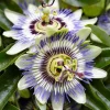 Passiflora Blue Passionflower Live Plant - Climbing Vine Starter 5-8 Inch Tall - Image 1