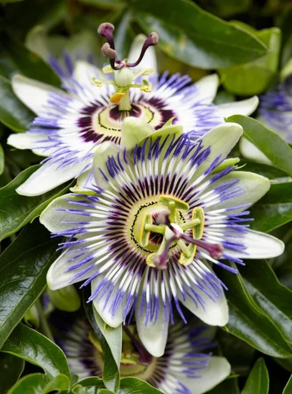 Passiflora Blue Passionflower Live Plant - Climbing Vine Starter 5-8 Inch Tall Passiflora Blue Passionflower Live Plant - Climbing Vine Starter 5-8 Inch Tall - Image 1