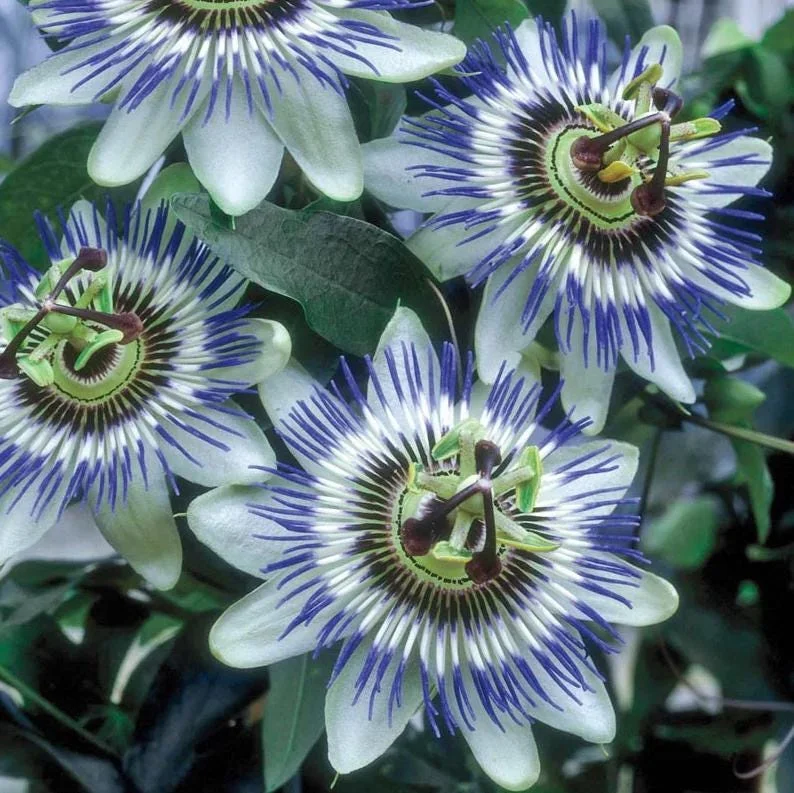 Passiflora Blue Passionflower Live Plant - Climbing Vine Starter 5-8 Inch Tall Passiflora Blue Passionflower Live Plant - Climbing Vine Starter 5-8 Inch Tall - Image 9