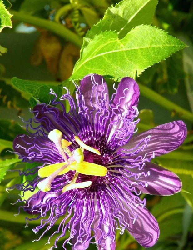 Passiflora Incarnata Live Plant - Maypop Passionflower Vine, 5-7 Inch Tall, Outdoor - Image 2