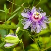 Passiflora Incarnata Live Plant - Maypop Passionflower Vine, 5-7 Inch Tall, Outdoor - Image 1