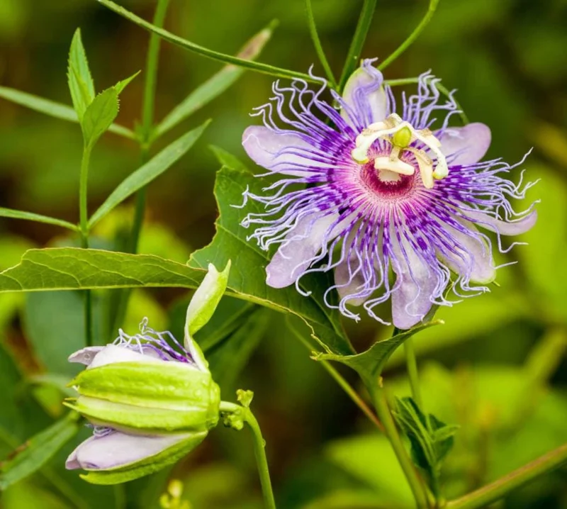 Passiflora Incarnata Live Plant - Maypop Passionflower Vine, 5-7 Inch Tall, Outdoor - Image 1