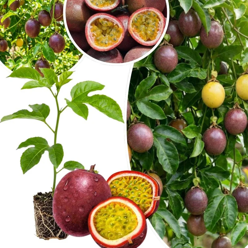 Passion Fruit Live Plant 4-6 Inch Tall - Passiflora Vine Climbing Plant - Image 2