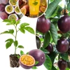 Passion Fruit Live Plant 4-6 Inch Tall - Passiflora Vine Climbing Plant - Image 1