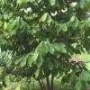 Paw Paw Tree Live Plant 8-12 Inches Tall - Asimina triloba Fruit Tree Bare Root Seedling Outdoor - Image 1