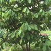 Paw Paw Tree Live Plant - Asimina triloba - 8 to 12 Inches Tall - Fruit Tree - Image 1