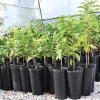 Paw Paw Tree Live Plant - Asimina Triloba - Quart Pot - 1-Year-Old Seedling - Image 1