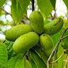 Pawpaw Tree Live Plant – American Pawpaw Seedling – Asimina Triloba – 6-12 Inches Tall – Quart Pot – Outdoor Fruit Tree Pawpaw Tree Live Plant – American Pawpaw Seedling – Asimina Triloba – 6-12 Inches Tall – Quart Pot – Outdoor Fruit Tree - Image 1