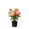 Peace Bush Rose Live Plant – 4-6 Inch Tall – Outdoor Garden Flowering Shrub - Image 1