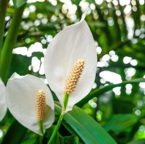 Peace Lily Live Plant - White Flower Plant, Indoor/Outdoor, 4-6 Inch Tall Peace Lily Live Plant - White Flower Plant, Indoor/Outdoor, 4-6 Inch Tall - Image 2
