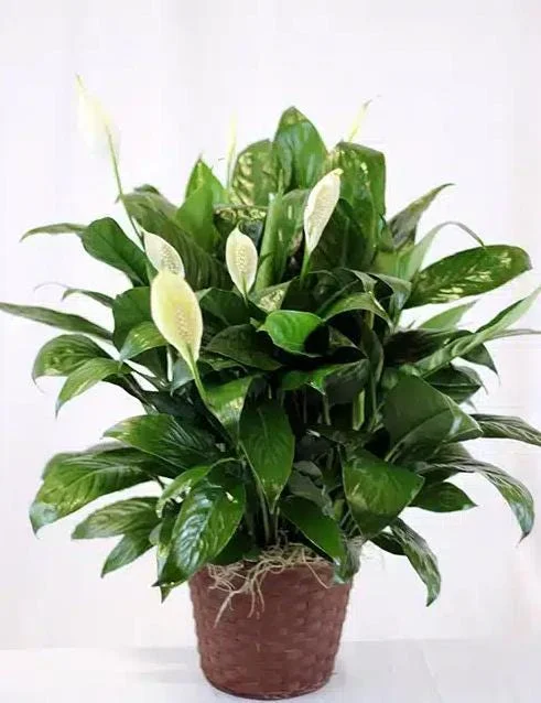 Peace Lily Live Plant - White Flower Plant, Indoor/Outdoor, 4-6 Inch Tall Peace Lily Live Plant - White Flower Plant, Indoor/Outdoor, 4-6 Inch Tall - Image 3