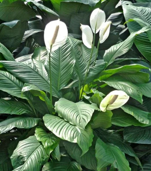 Peace Lily Live Plant - White Flower Plant, Indoor/Outdoor, 4-6 Inch Tall Peace Lily Live Plant - White Flower Plant, Indoor/Outdoor, 4-6 Inch Tall - Image 4