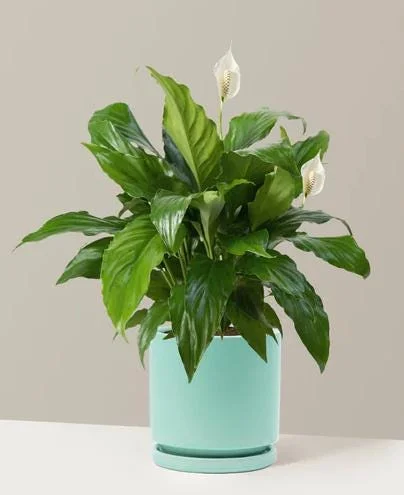 Peace Lily Live Plant - White Flower Plant, Indoor/Outdoor, 4-6 Inch Tall Peace Lily Live Plant - White Flower Plant, Indoor/Outdoor, 4-6 Inch Tall - Image 5