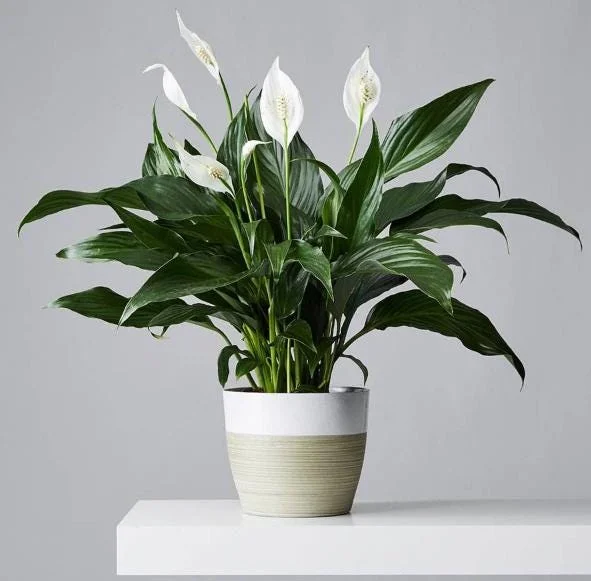 Peace Lily Live Plant - White Flower Plant, Indoor/Outdoor, 4-6 Inch Tall Peace Lily Live Plant - White Flower Plant, Indoor/Outdoor, 4-6 Inch Tall - Image 6