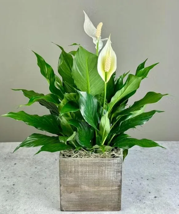Peace Lily Live Plant - White Flower Plant, Indoor/Outdoor, 4-6 Inch Tall Peace Lily Live Plant - White Flower Plant, Indoor/Outdoor, 4-6 Inch Tall - Image 7