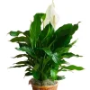 Peace Lily Live Plant - White Flower Plant, Indoor/Outdoor, 4-6 Inch Tall - Image 1
