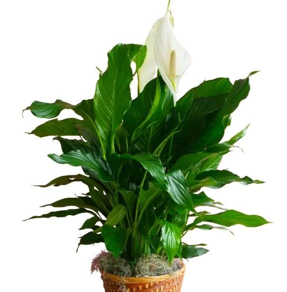 Peace Lily Live Plant - White Flower Plant, Indoor/Outdoor, 4-6 Inch Tall Peace Lily Live Plant - White Flower Plant, Indoor/Outdoor, 4-6 Inch Tall - Image 1