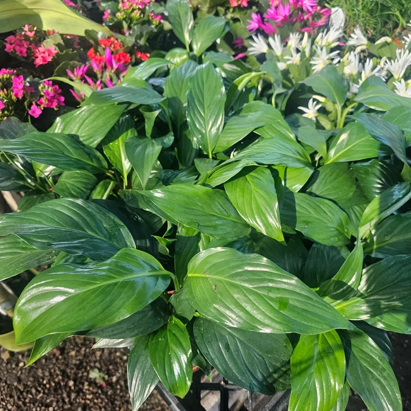 Peace Lily Spathiphyllum Live Plant - Flowering Houseplant - 4in Pot - Indoor Peace Lily Spathiphyllum Live Plant - Flowering Houseplant - 4in Pot - Indoor - Image 2