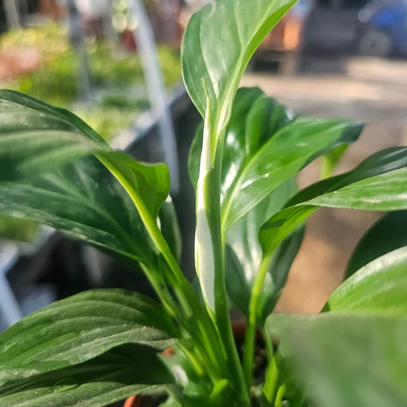 Peace Lily Spathiphyllum Live Plant - Flowering Houseplant - 4in Pot - Indoor Peace Lily Spathiphyllum Live Plant - Flowering Houseplant - 4in Pot - Indoor - Image 3