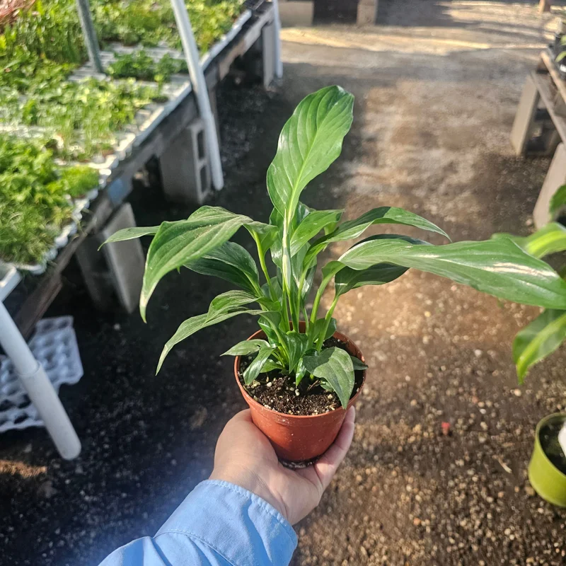 Peace Lily Spathiphyllum Live Plant - Flowering Houseplant - 4in Pot - Indoor Peace Lily Spathiphyllum Live Plant - Flowering Houseplant - 4in Pot - Indoor - Image 1