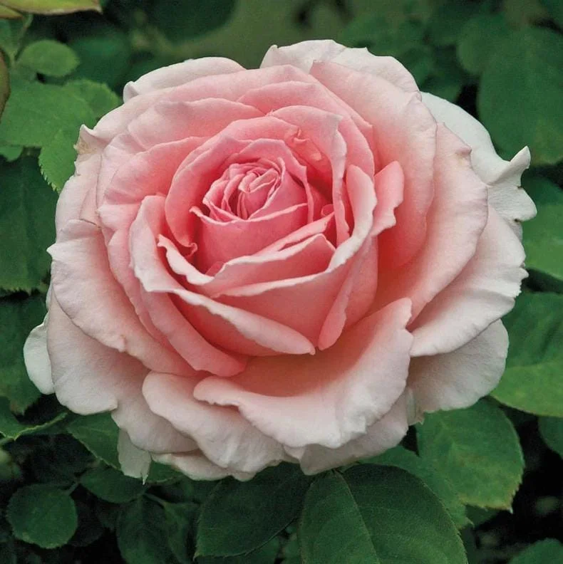 Peach Climbing Rose Live Plant – 6 Month Starter, 5-9” Tall, Fragrant Outdoor Garden Rose Peach Climbing Rose Live Plant – 6 Month Starter, 5-9” Tall, Fragrant Outdoor Garden Rose - Image 2
