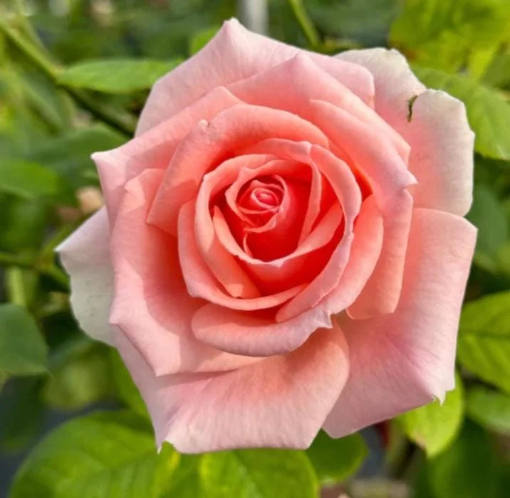 Peach Climbing Rose Live Plant – 6 Month Starter, 5-9” Tall, Fragrant Outdoor Garden Rose Peach Climbing Rose Live Plant – 6 Month Starter, 5-9” Tall, Fragrant Outdoor Garden Rose - Image 3
