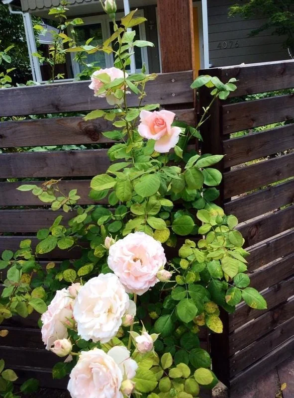 Peach Climbing Rose Live Plant – 6 Month Starter, 5-9” Tall, Fragrant Outdoor Garden Rose Peach Climbing Rose Live Plant – 6 Month Starter, 5-9” Tall, Fragrant Outdoor Garden Rose - Image 4