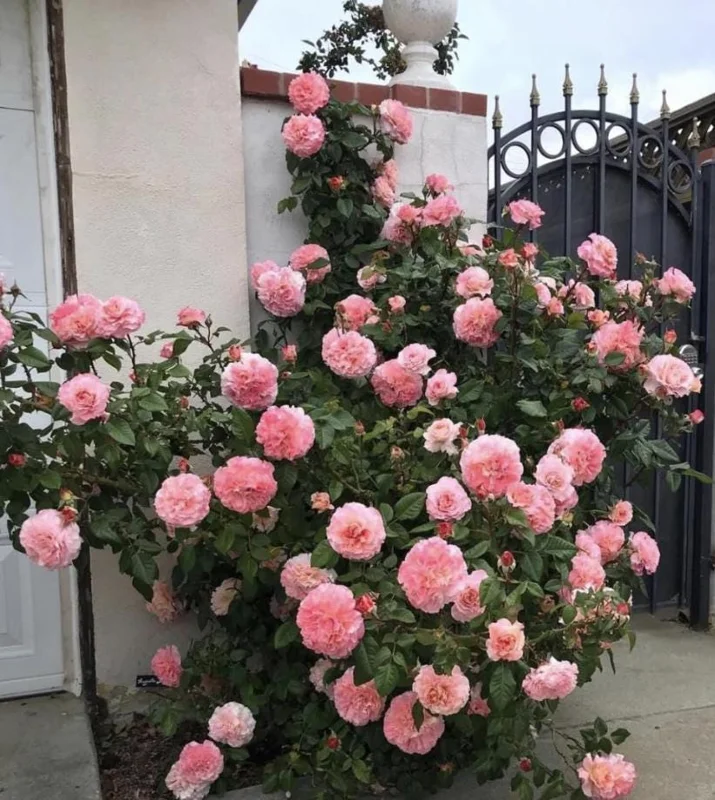 Peach Climbing Rose Live Plant – 6 Month Starter, 5-9” Tall, Fragrant Outdoor Garden Rose Peach Climbing Rose Live Plant – 6 Month Starter, 5-9” Tall, Fragrant Outdoor Garden Rose - Image 5