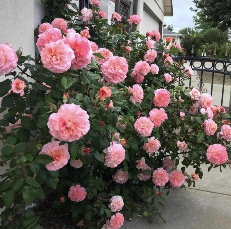 Peach Climbing Rose Live Plant – 6 Month Starter, 5-9” Tall, Fragrant Outdoor Garden Rose Peach Climbing Rose Live Plant – 6 Month Starter, 5-9” Tall, Fragrant Outdoor Garden Rose - Image 6