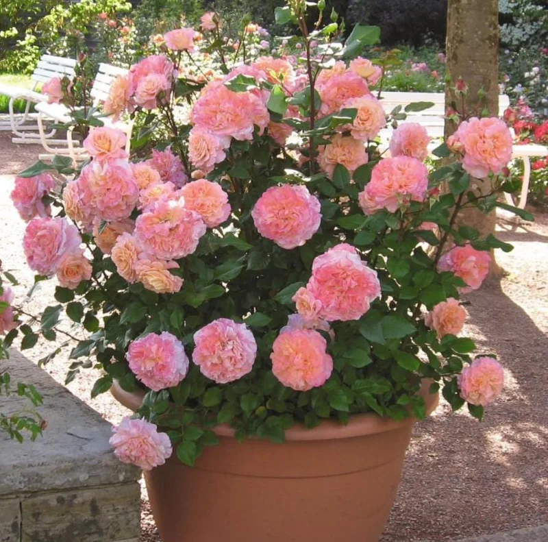 Peach Climbing Rose Live Plant – 6 Month Starter, 5-9” Tall, Fragrant Outdoor Garden Rose Peach Climbing Rose Live Plant – 6 Month Starter, 5-9” Tall, Fragrant Outdoor Garden Rose - Image 7
