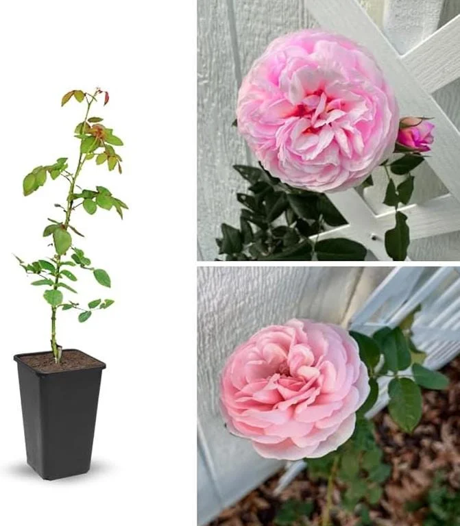 Peach Climbing Rose Live Plant – 6 Month Starter, 5-9” Tall, Fragrant Outdoor Garden Rose Peach Climbing Rose Live Plant – 6 Month Starter, 5-9” Tall, Fragrant Outdoor Garden Rose - Image 8