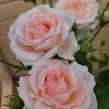 Peach Climbing Rose Live Plant – 6 Month Starter, 5-9” Tall, Fragrant Outdoor Garden Rose - Image 1