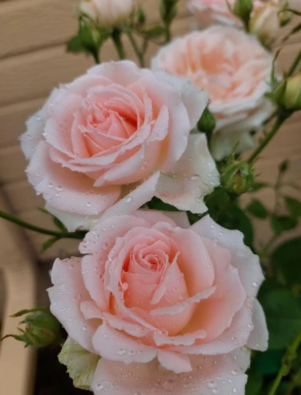Peach Climbing Rose Live Plant – 6 Month Starter, 5-9” Tall, Fragrant Outdoor Garden Rose Peach Climbing Rose Live Plant – 6 Month Starter, 5-9” Tall, Fragrant Outdoor Garden Rose - Image 1